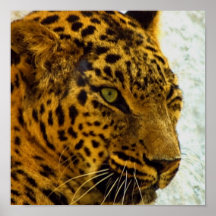 Cheetah Print