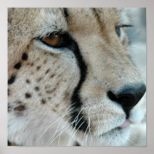Cheetah Profile Poster