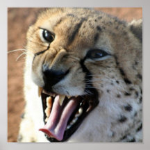 Cheetah Snarl Poster