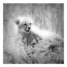 Cheetah's cub Photo