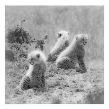 Cheetah's cubs photograph