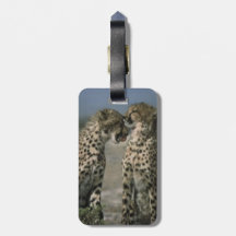 Cheetahs in Love Bag Tag