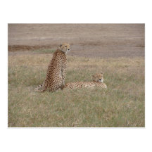 Cheetahs-Ngorongoro Crater Postcards