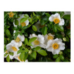 Cherokee Rose Post Card
