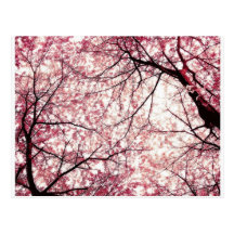 cherry blossom 2 post cards