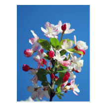 Cherry blossom and meaning post cards