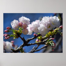 Cherry blossom and meaning poster