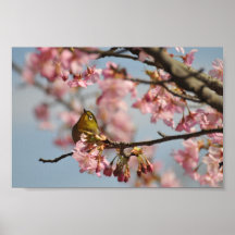 Cherry Blossom Bird Poster