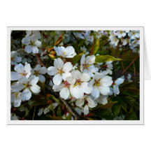 Cherry Blossom II Greeting Card