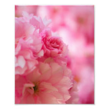 Cherry Blossom Photograph