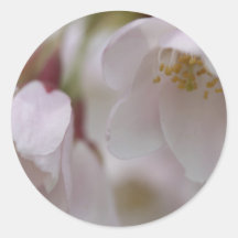 Cherry Blossom Sticker
