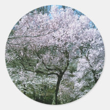 Cherry Blossom Sticker