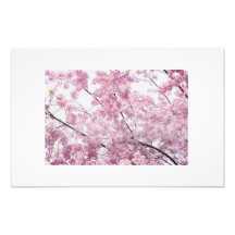 cherry blossom tree photo