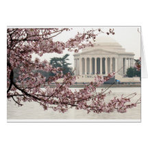 Cherry Blossom Washington DC Cards