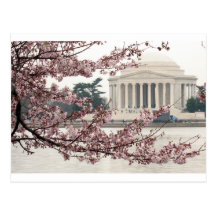 Cherry Blossom Washington DC Post Card
