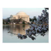Cherry Blossom Washington DC Postcard