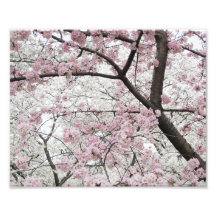 Cherry Blossoms 10 Print Art Photo