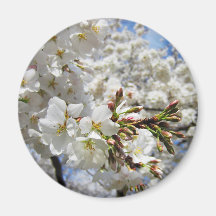 Cherry Blossoms 11 Magnet