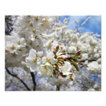 Cherry Blossoms 11 Print Photograph