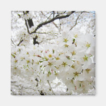 Cherry Blossoms 12 Magnet