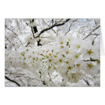 Cherry Blossoms 12 Mother's Day Card