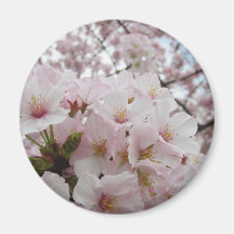 Cherry Blossoms 13 Magnet