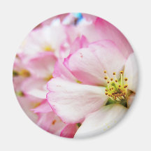 Cherry Blossoms 7 Magnet