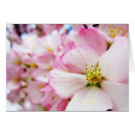 Cherry Blossoms 7 Mother's Day Card