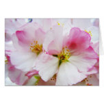 Cherry Blossoms 8 Mother's Day Card