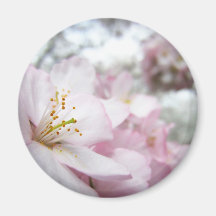 Cherry Blossoms 9 Magnet