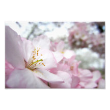 Cherry Blossoms 9 Print Photo