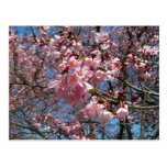 Cherry Blossoms and Bee Postcard
