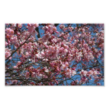 Cherry Blossoms and Blue Sky Photo Print