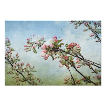 Cherry Blossoms Art Photo