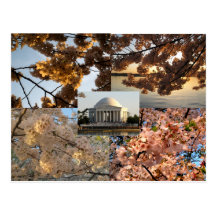 Cherry Blossoms at DC's Tidal Basin Postcards