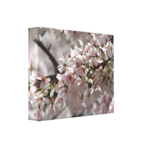 Cherry Blossoms Canvas Gallery Wrap Canvas