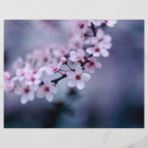 Cherry Blossoms Flyers