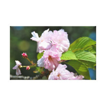 Cherry Blossoms in Bloom Gallery Wrap Canvas