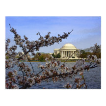 Cherry blossoms in DC Post Card