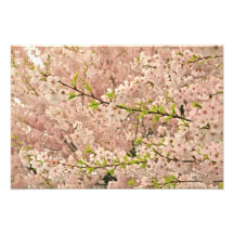 Cherry Blossoms in Spring Photo Art