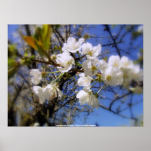 cherry blossoms in the sky posters