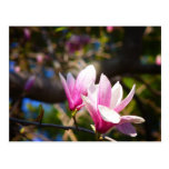Cherry Blossoms In The Sun Post Card