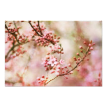Cherry Blossoms Photo
