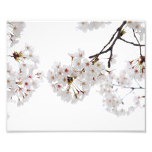 Cherry Blossoms Photo Art