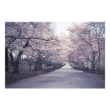 Cherry Blossoms Photo Print