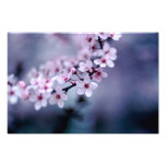 Cherry Blossoms Photograph