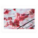 Cherry Blossoms Postcard Any Occasion