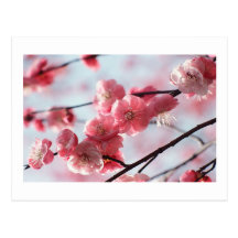 Cherry Blossoms Postcard Any Occasion