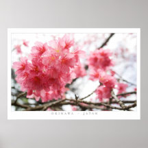 Cherry Blossoms Poster