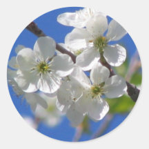 Cherry Blossoms Stickers